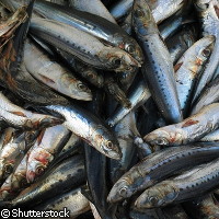 20090803_1