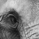 1141265_the_big_gray