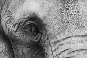 1141265_the_big_gray 1141265_the_big_gray
