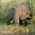 1151583_elephant_1