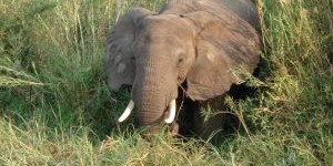 Intrygująca historia Parku Narodowego Addo Elephant Autorem artykułu jest Waldemar Delekta Park Narodowy Addo Elephant jest najszybciej rozrastającym się parkiem w Republice Południowej Afryki. Fascynująca jest jego historia. Nigdy nie...