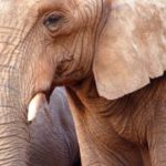 1168186_elephant__2
