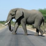 1173129_elephant