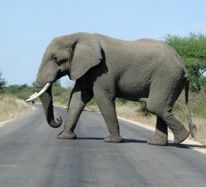 1173129_elephant 1173129_elephant