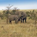 1205534_elephant_in_serengeti_national_park