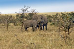 1205534_elephant_in_serengeti_national_park 1205534_elephant_in_serengeti_national_park