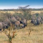 1211181_wild_life_in_african_landscape_2