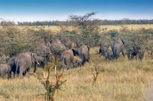 1211181_wild_life_in_african_landscape_2 1211181_wild_life_in_african_landscape_2