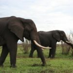 1307741_elephants