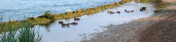 Camping przy Lago di Garda Camping w tym miejscu był ostatnim naszym campingiem we Włoszech, na jakim spaliśmy podczas tej podróży. Lago di Garda to największe, i najczystsze jezioro we...