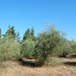 lipiec-sierpien-pogoda-001-wlochy