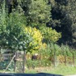 lipiec-sierpien-pogoda-008-wlochy
