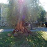 monteriggioni-121-wlochy