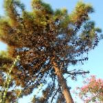 morze-tyrrenski-001-wlochy