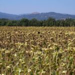 san-galgano-montesiepi-061-wlochy