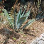 san-gimignano-005-wlochy