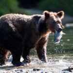Grizzly Safari (1)