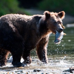 podglądanie niedźwiedzi w Grizzly Safaris Informacja prasowa Kraków, 16 maja 2012 Milesaway Travel poleca: Zawsze pod wiatr – podglądanie niedźwiedzi w Grizzly Safaris Grizzly Safaris organizowane są na terenie największego chronionego parku narodowego Kolumbii Brytyjskiej....
