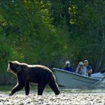 Grizzly Safari